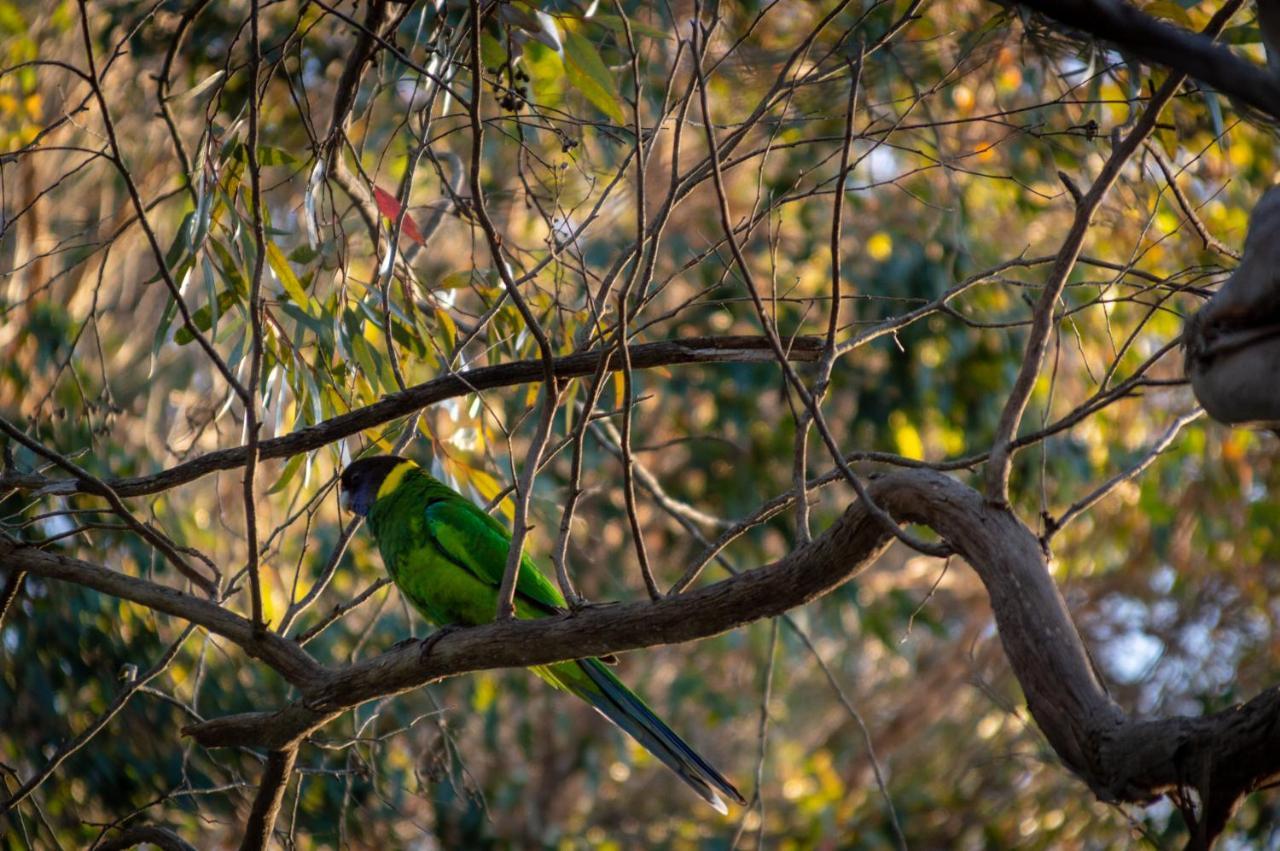 Margaret River Chalets Buitenkant foto