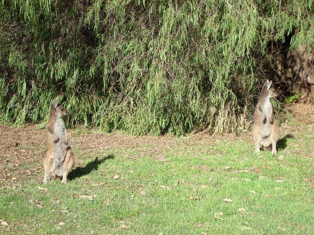 Margaret River Chalets Buitenkant foto